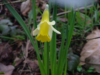 Narcissus pseudonarcissus lobularisWilde narcis bestellen